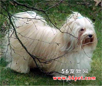 哈威那-狗狗品种介绍