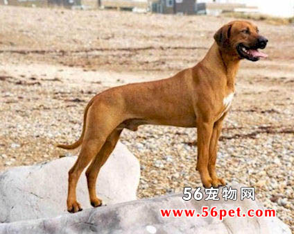 罗得西亚脊背犬-狗狗品种介绍