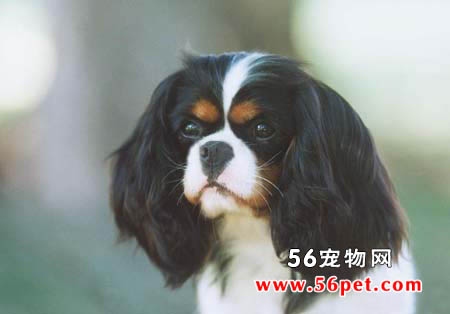英国玩具猎鹬犬-狗狗品种介绍