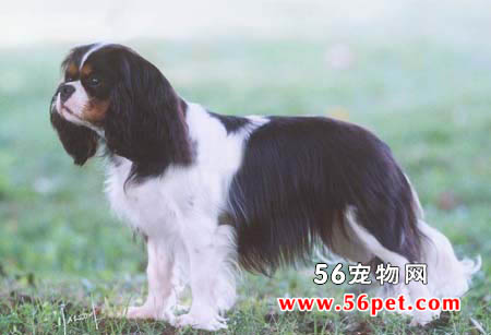 英国玩具猎鹬犬-狗狗品种介绍