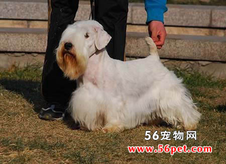 丹迪丁蒙梗-狗狗品种介绍