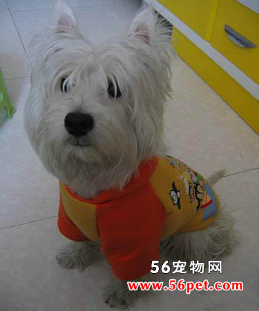 丹迪丁蒙梗-狗狗品种介绍