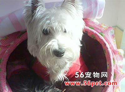 丹迪丁蒙梗-狗狗品种介绍