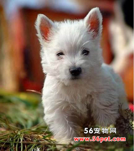 西高地白梗-狗狗品种介绍