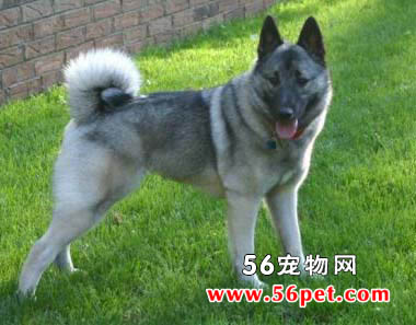 挪威猎麋犬-狗狗品种介绍