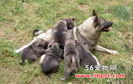 挪威猎麋犬-狗狗品种介绍