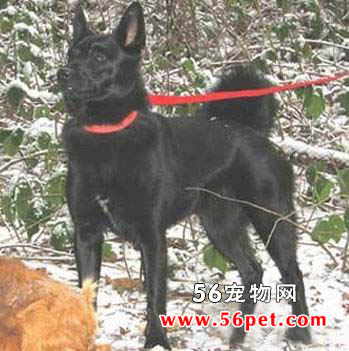 挪威猎麋犬-狗狗品种介绍