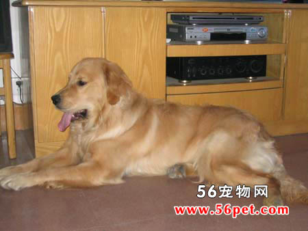 哈利犬-狗狗品种介绍