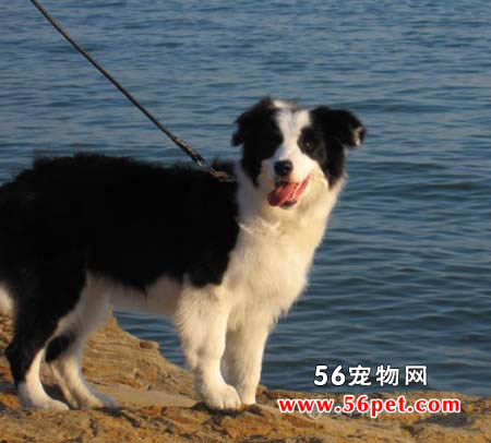 哈利犬-狗狗品种介绍