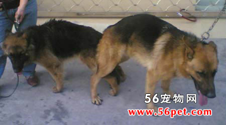 哈利犬-狗狗品种介绍