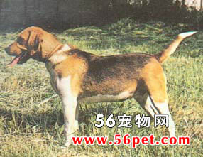 哈利犬-狗狗品种介绍