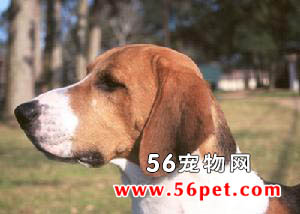 哈利犬-狗狗品种介绍