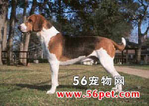 哈利犬-狗狗品种介绍
