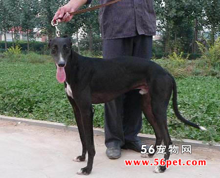 灵缇-狗狗品种介绍