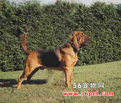 寻血猎犬-狗狗品种介绍