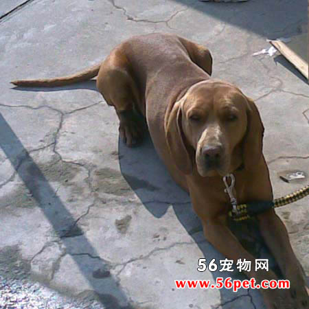 寻血猎犬-狗狗品种介绍