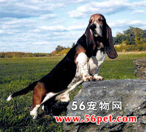 巴吉度猎犬-狗狗品种介绍