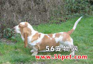 巴吉度猎犬-狗狗品种介绍