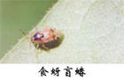 （图）食蚜盲蝽