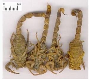 东全蝎（炮制）