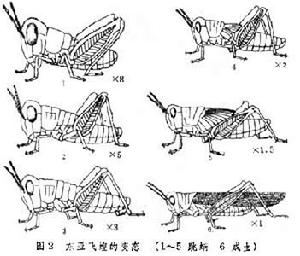 东亚飞蝗生长比较