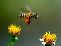 东方蜜蜂中华亚种
