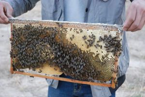 东方蜜蜂中华亚种