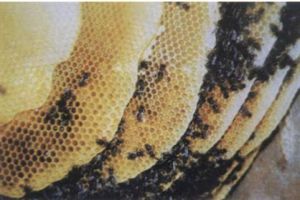 东方蜜蜂中华亚种