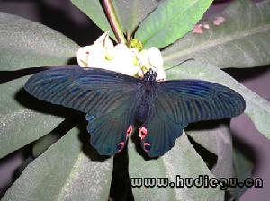 美凤蝶