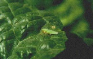 大青叶蝉及其危害