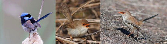 由左至右：繁殖期雄鸟，雌鸟，雄性幼鸟