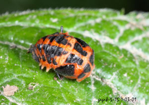 大龟纹瓢虫图片及大龟纹瓢虫种类