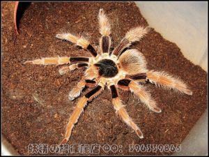 哥伦比亚红脚蜘蛛