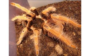 哥伦比亚红脚蜘蛛