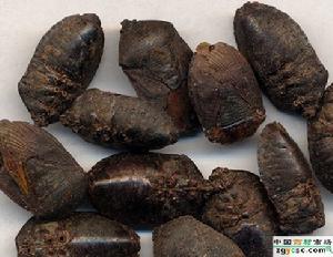 九香虫图片及九香虫种类