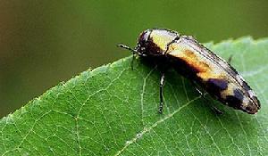 吉丁虫图片及吉丁虫种类