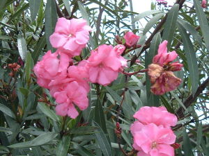 夹竹桃的花朵