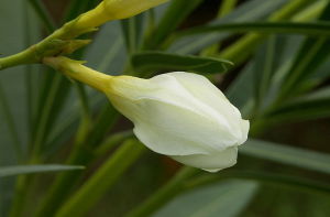 白花栽培种的花蕾。