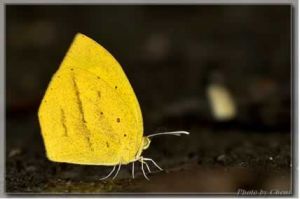 尖角黄粉蝶