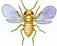 （图）赤眼蜂