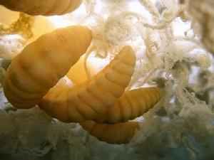 （图）寄生蜂幼卵如同外星生命