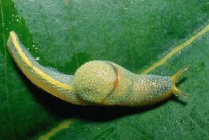 这种绿黄相间的鼻涕虫是在马来西亚沙巴地区海拔1900多米的山区森林中发现的。