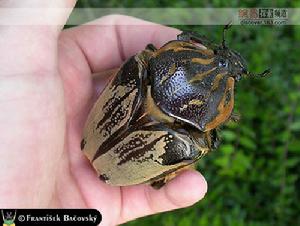 巨人甲虫图片及巨人甲虫种类