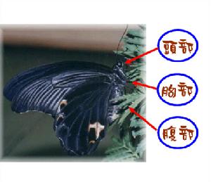 蝴蝶的身体