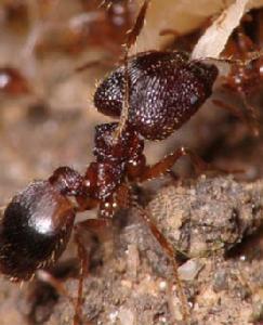 （图）宽结大头蚁的兵蚁正在撕扯食物