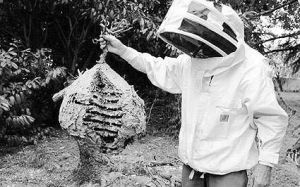 法国南部发现的马蜂窝