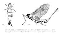 三尾拟蜉蝣稚虫及成虫复原图