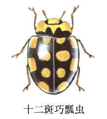 十二斑巧瓢虫