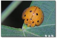 十斑大瓢虫