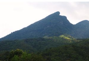 海南白沙鹦哥岭保护区鹦哥嘴：山脚下多为低矮的灌木，以及大片的草地，较干燥，双翅不是很多，水蝇就更少了。山上的生境随着海拔的升高越来越潮湿，泉水汇成小溪从山上流下，潮湿的环境适合双翅生活，只是上山的小路很陡，不方便扫网。在山顶的一株热带阔叶植物的叶片上发现了大量的水蝇，黑压压的一片。